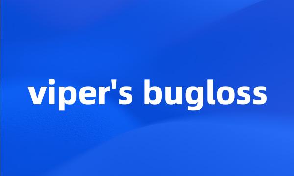 viper's bugloss