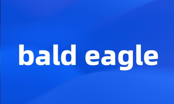 bald eagle