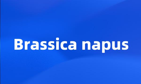 Brassica napus