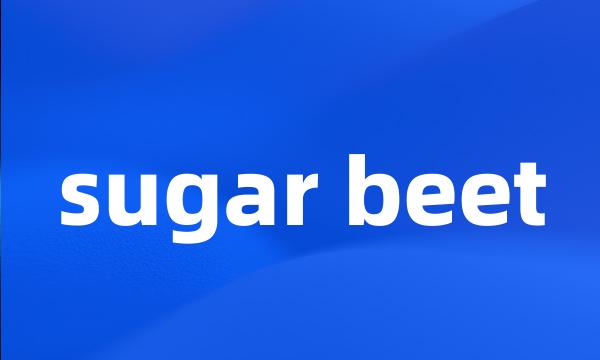 sugar beet