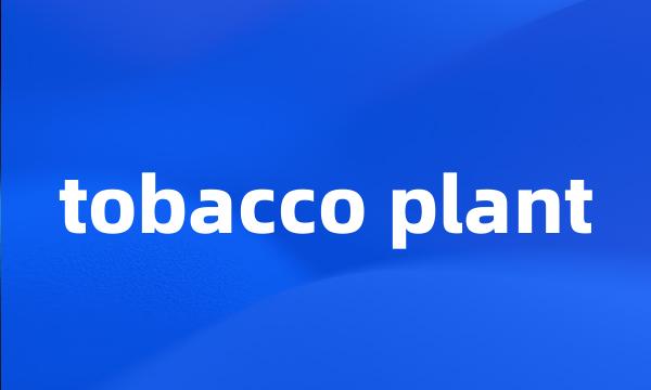 tobacco plant