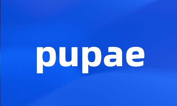 pupae