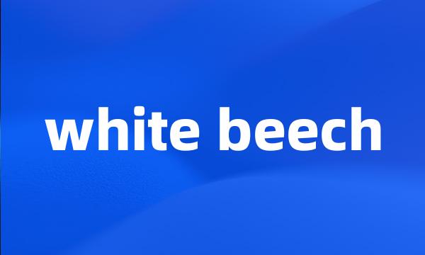 white beech