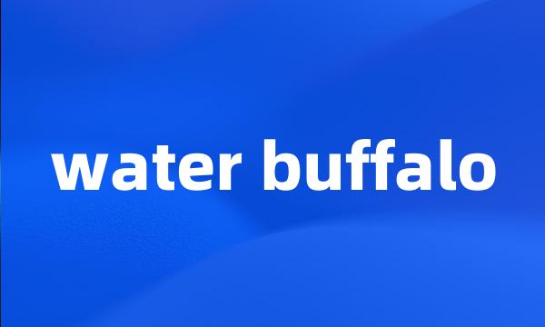 water buffalo