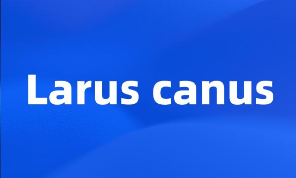 Larus canus