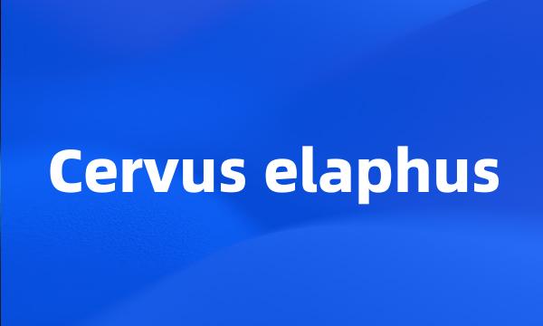 Cervus elaphus