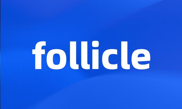 follicle