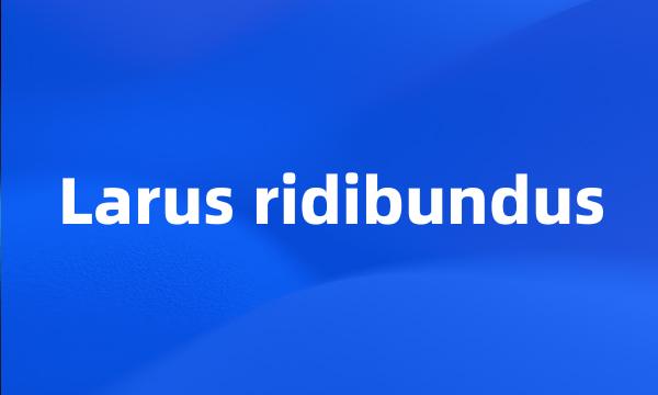 Larus ridibundus