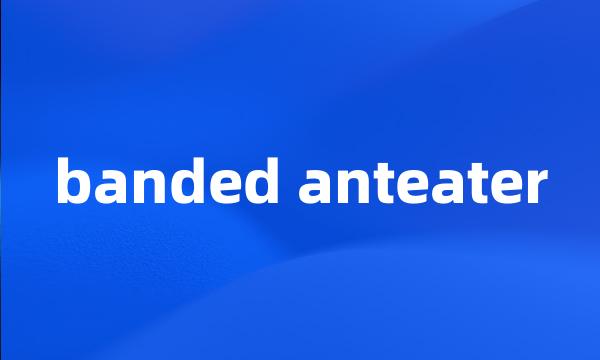 banded anteater