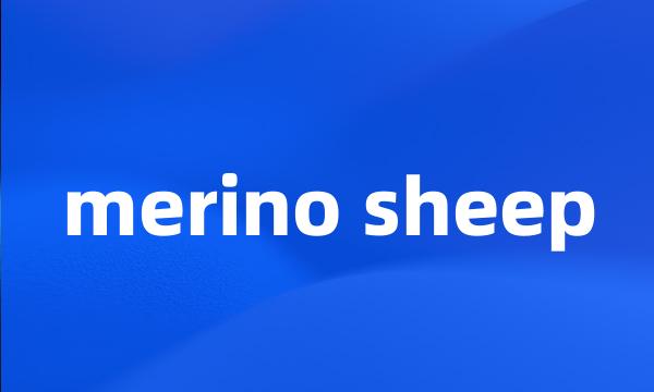 merino sheep