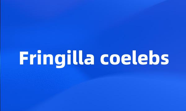 Fringilla coelebs