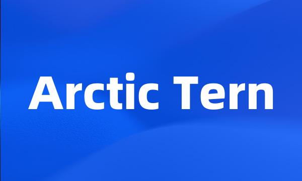 Arctic Tern