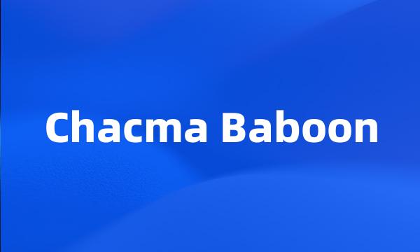 Chacma Baboon