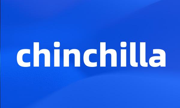 chinchilla