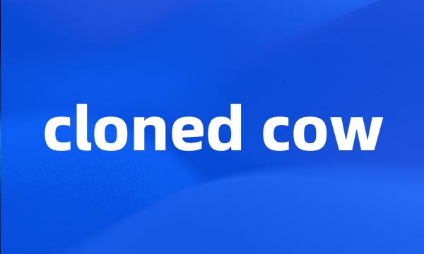 cloned cow