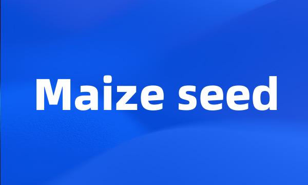 Maize seed