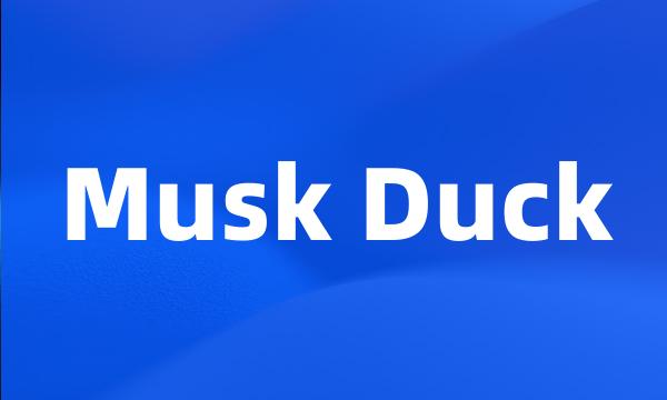 Musk Duck