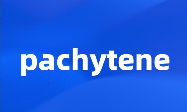 pachytene