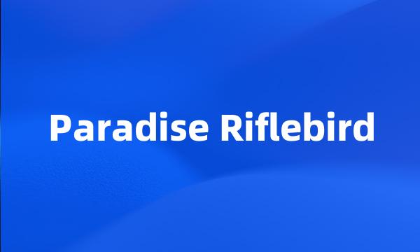 Paradise Riflebird