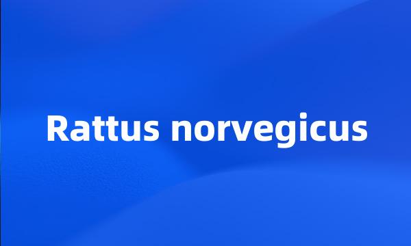 Rattus norvegicus