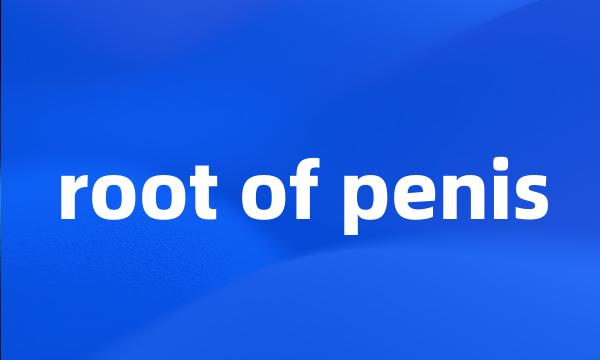 root of penis