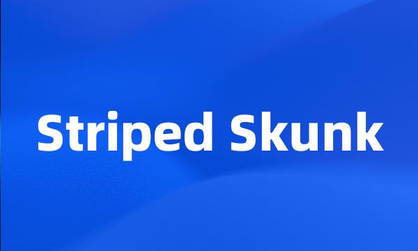 Striped Skunk