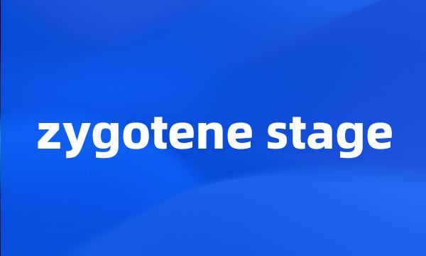 zygotene stage