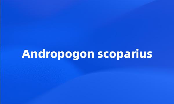 Andropogon scoparius